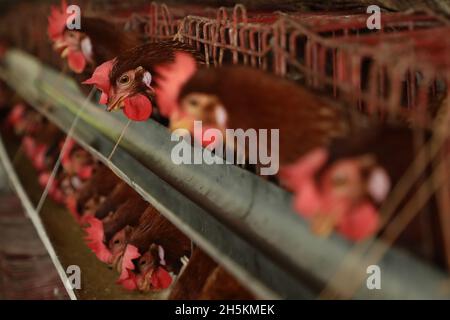 Narayanganj, Bangladesh.09ème novembre 2021.Le poulet est en phase avec une cage dans une ferme avicole de Narayanganj.le système économique du Bangladesh dépend principalement de l'agriculture et de la production agricole comme les fermes avicoles, l'élevage avicole est une entreprise très rentable pour les individus et les entrepreneurs.Crédit : SOPA Images Limited/Alamy Live News Banque D'Images