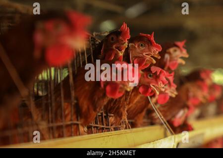 Narayanganj, Bangladesh.09ème novembre 2021.Le poulet est en phase avec une cage dans une ferme avicole de Narayanganj.le système économique du Bangladesh dépend principalement de l'agriculture et de la production agricole comme les fermes avicoles, l'élevage avicole est une entreprise très rentable pour les individus et les entrepreneurs.Crédit : SOPA Images Limited/Alamy Live News Banque D'Images