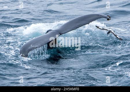 Un pétrel pintado vole par la queue d'une baleine à bosse. Banque D'Images