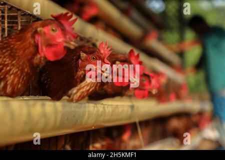 Narayanganj, Bangladesh.09ème novembre 2021.Le poulet est en phase avec une cage dans une ferme avicole de Narayanganj.le système économique du Bangladesh dépend principalement de l'agriculture et de la production agricole comme les fermes avicoles, l'élevage avicole est une entreprise très rentable pour les individus et les entrepreneurs.Crédit : SOPA Images Limited/Alamy Live News Banque D'Images