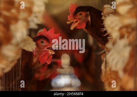 Narayanganj, Bangladesh.09ème novembre 2021.Le poulet est en phase avec une cage dans une ferme avicole de Narayanganj.le système économique du Bangladesh dépend principalement de l'agriculture et de la production agricole comme les fermes avicoles, l'élevage avicole est une entreprise très rentable pour les individus et les entrepreneurs.Crédit : SOPA Images Limited/Alamy Live News Banque D'Images