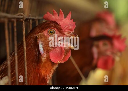 Narayanganj, Bangladesh.09ème novembre 2021.Le poulet est en phase avec une cage dans une ferme avicole de Narayanganj.le système économique du Bangladesh dépend principalement de l'agriculture et de la production agricole comme les fermes avicoles, l'élevage avicole est une entreprise très rentable pour les individus et les entrepreneurs.Crédit : SOPA Images Limited/Alamy Live News Banque D'Images