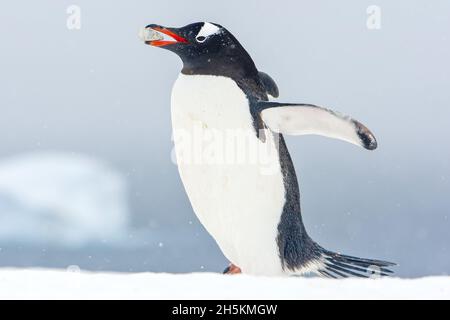 Une Gentoo pingouin porte une pierre de nidification dans son bec. Banque D'Images