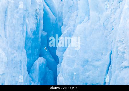 Un vol de mouettes contre un glacier bleu. Banque D'Images