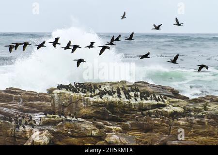 Les cormorans du cap survolent d'une rookerie rocheuse avec des vagues en arrière-plan. Banque D'Images