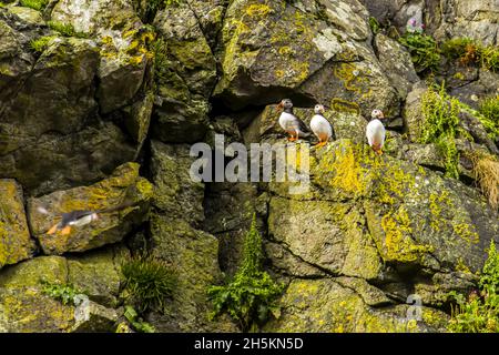 Le macareux moine se perchent sur une falaise rocheuse, moussus. Banque D'Images