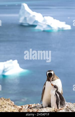 Une mère Gentoo pingouin avec son poussin dans Port Lockroy à une base britannique en Antarctique. Banque D'Images