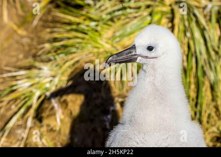 Un merle noir poussin et son ombre sur Steeple Jason Island dans les îles Falkland. Banque D'Images