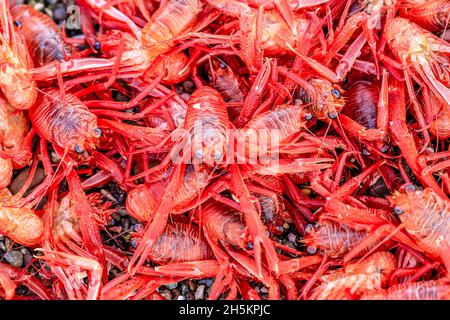 Un gros plan de crabes pélagiques rouge. Banque D'Images