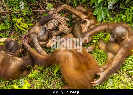 Un groupe de jeunes orangs-outangs Bornéens orphelins, Pongo pygmaeus, interagissant au Centre de soins d'Orangutan. Banque D'Images