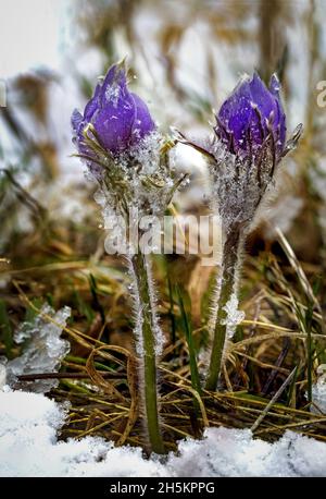 Vue rapprochée de deux crocodiles violets légèrement dépolis avec de la neige dans une zone herbeuse enneigée; Calgary, Alberta, Canada Banque D'Images