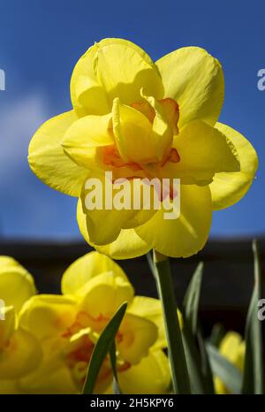 Gros plan d'une jonquille dans un jardin fleuri au ciel bleu; Calgary, Alberta, Canada Banque D'Images