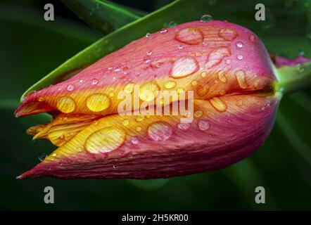 Gros plan extrême de pétales de tulipe avec gouttelettes de pluie; Calgary, Alberta, Canada Banque D'Images