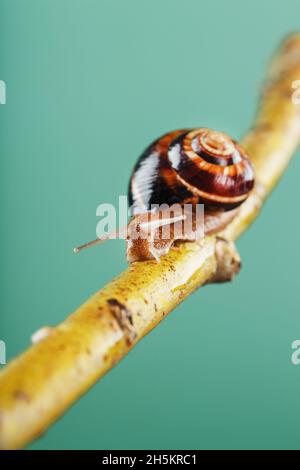 Un gros escargot de raisin comestible rampent le long d'une branche d'arbre sur un fond vert.Hélice Pomatia, hélice aspersa Banque D'Images