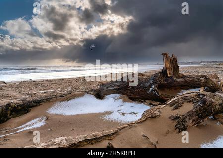 Nuages de tempête se formant au-dessus de l'océan avec un mouette en vol au-dessus de la plage avec de la neige sur le sable à marée basse; Whitburn, Tyne et Wear, Angleterre Banque D'Images