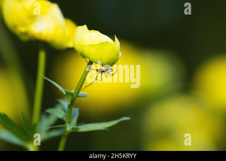 Gros plan de Globeflower jaune, Trollius europaeus avec une petite araignée à côté. Tourné sur un pré inondé en Estonie, en Europe du Nord. Banque D'Images