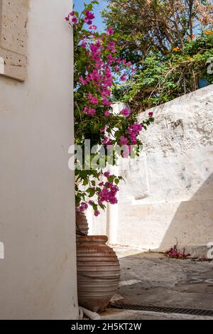 Bougainvilliers rouges en amphora sur fond de mur blanchi à la chaux.Maison de l'île grecque décoration extérieure typique, village de Chora Grèce. Banque D'Images