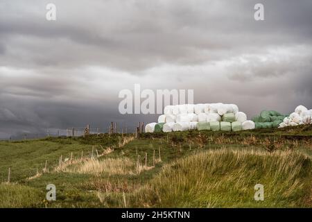 Grosses balles de foin enveloppées dans du cellophane dans le champ de ferme Banque D'Images