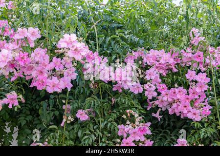 Podranea ricasoliana, appelée trompette rose, est une espèce de plantes à fleurs du genre Podranea, originaire d'Afrique du Sud Banque D'Images