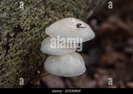 Petit groupe de champignons de la porcelaine (Oudemanisella mucida) Banque D'Images