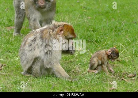 Photo d'une famille de singes Banque D'Images