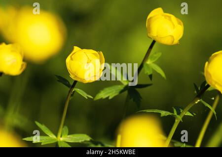 Gros plan sur un magnifique Globeflower jaune, Trollius europaeus a tiré sur un pré inondé estonien, en Europe du Nord. Banque D'Images