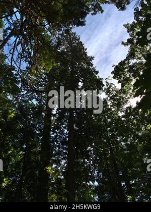 Vue à angle bas de la vieille forêt avec de grands sapins de Douglas (Pseudotsuga menziesii) dans Lighthouse Park, West Vancouver (Colombie-Britannique), Canada. Banque D'Images