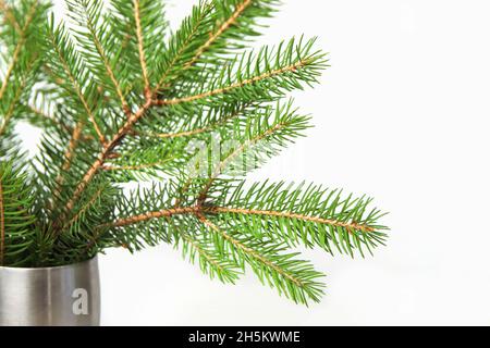 Bouquet de branche de sapin ou de branche d'épinette avec des aiguilles isolées sur fond blanc dans un vase argenté.Branches naturelles vertes.Cadre et bordure.Copier l'espace. Banque D'Images