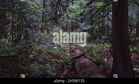 Forêt pluviale dense avec tronc d'arbre mort pourri et végétation luxuriante à Cathedral Grove dans le parc provincial MacMillan, île de Vancouver, C.-B., Canada. Banque D'Images