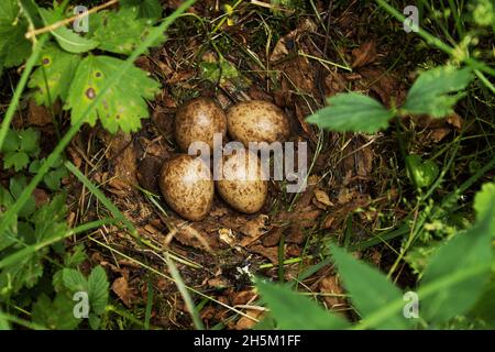 Un nid avec quatre oeufs d'un coq eurasien, Scolopax rusticola dans la forêt boréale estonienne pendant la saison de reproduction. Banque D'Images