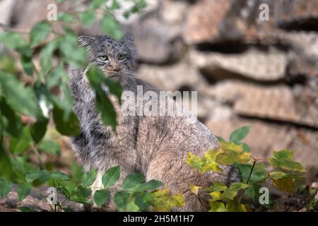 Manul marche dans son enclos. Banque D'Images