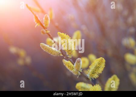 Gros plan des branches de saule contre le ciel bleu.Fond de Pâques ou de printemps avec branches de saule fleuries sur fond bleu ciel en plein soleil.Photo de haute qualité Banque D'Images