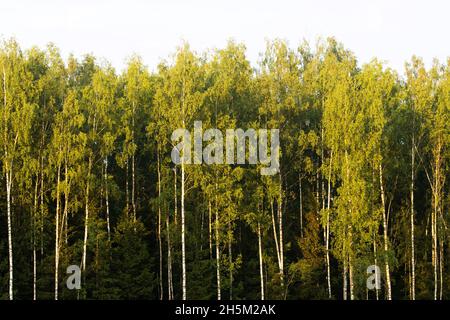 Birchwood fraîchement vert, Betula pendula pendant une soirée de printemps en Estonie, Europe du Nord. Banque D'Images