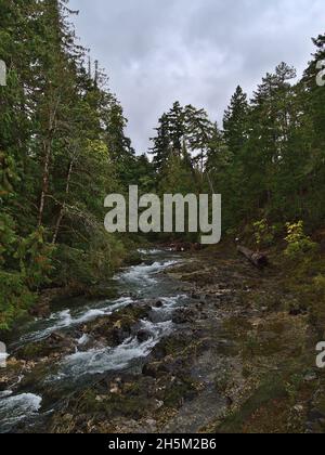 Vue de Cortrait de rivière sauvage avec lit de rivière rocailleux entouré de forêt dense dans le parc provincial Little Qualicum Falls, île de Vancouver, C.-B., Canada. Banque D'Images