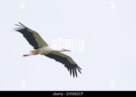 Grand oiseau européen tempête blanche, Ciconia ciconia volant un jour nuageux. Banque D'Images