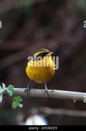 Golden Bush-Robin (Tarsiger chrysaeus chrysaeus) adulte mâle perché sur la branche Eagles Nest, Arunachal Pradesh, IndeJanvier Banque D'Images