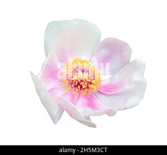 grande fleur de pivoine rose blanche isolée sur fond blanc Banque D'Images