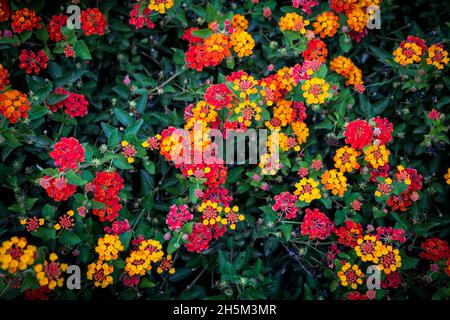 Umbelanterna Lantana camara, ou grand-sage, sauge sauvage, sauge rouge, sauge blanche,Tickberry , et West Indian Lantana, une espèce de fleurs colorées Banque D'Images