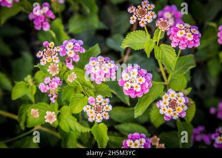 Umbelanterna Lantana camara, ou grand-sage, sauge sauvage, sauge rouge, sauge blanche,Tickberry , et West Indian Lantana, une espèce de fleurs colorées Banque D'Images