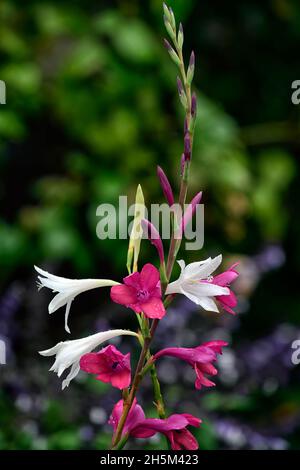 Watsonia Borbonia Victoria,Watsonia Borbonica,nénuphars,fleurs pourpres et blanches,fleurs blanches,fleurs pourpres,fleurs violettes,fleurs,fleurs,épi,s Banque D'Images