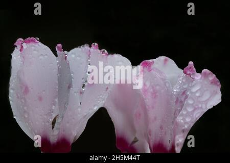 Les bourgeons de cyclamen avec des gouttes d'eau après la pluie Banque D'Images