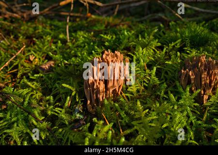 Le champignon de corail appelé Ramaria formosa gros plan, magnifique fond de forêt Banque D'Images