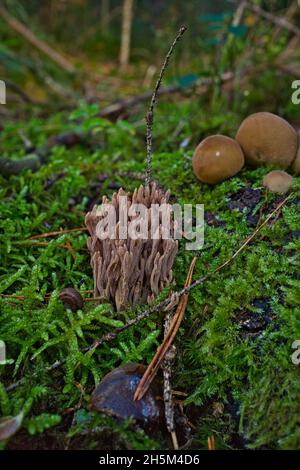 Le champignon de corail appelé Ramaria formosa gros plan, magnifique fond de forêt Banque D'Images