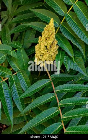 Rhus typhina, bouton vert de sumac rouge, gros plan, Sofia, Bulgarie Banque D'Images