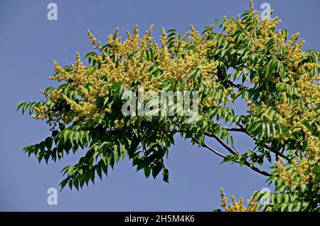 Brindilles aux feuilles et fleurs d'un arbre céleste ou d'Ailanthus altissima, Sofia, Bulgarie Banque D'Images