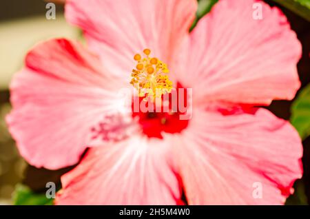 Une fleur d'hibiscus rose (Hibiscus rosa-sinensis) fleurit, le 15 mai 2016, à Coden, en Alabama. Banque D'Images