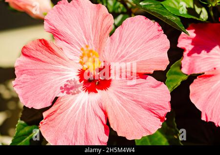 Une fleur d'hibiscus rose (Hibiscus rosa-sinensis) fleurit, le 15 mai 2016, à Coden, en Alabama. Banque D'Images