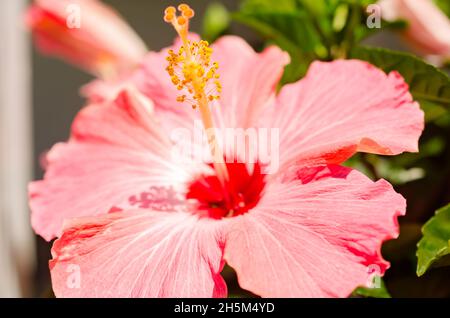 Une fleur d'hibiscus rose (Hibiscus rosa-sinensis) fleurit, le 15 mai 2016, à Coden, en Alabama. Banque D'Images