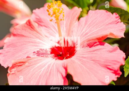 Une fleur d'hibiscus rose (Hibiscus rosa-sinensis) fleurit, le 15 mai 2016, à Coden, en Alabama. Banque D'Images