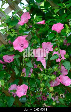 Coupe d'argent Lavatera, plante annuelle, fleurs roses, fleurs, fleurs, fleurs annuelles, plantes annuelles, fleurs en bois Banque D'Images